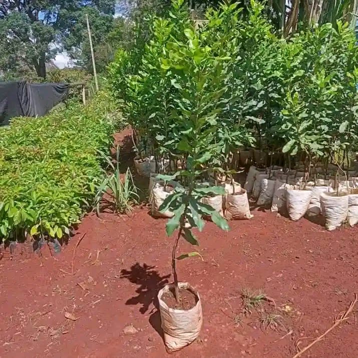 Grafted macadamia nuts seedlings available in bulk