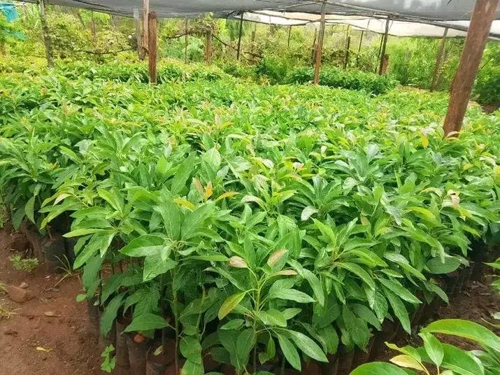 Grafted golden Hass avocado