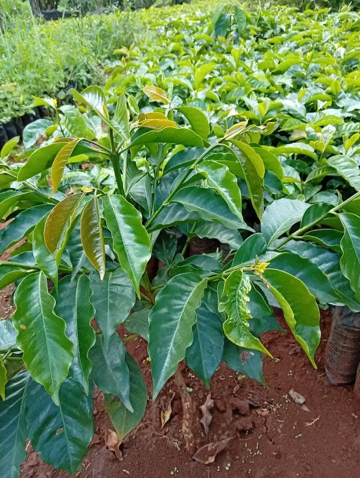 Grafted ruiru 11coffe