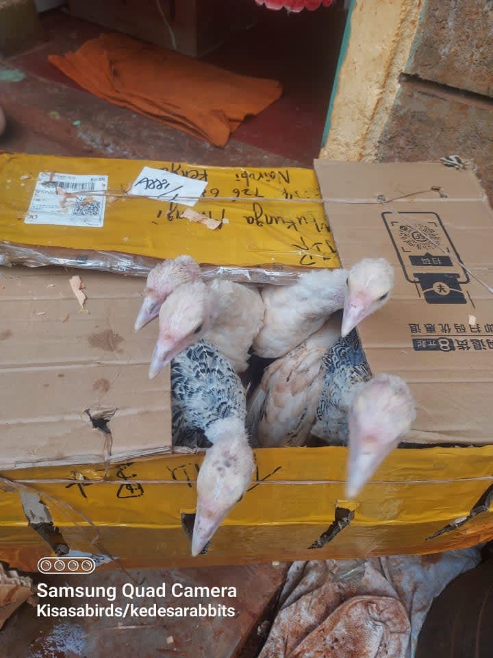 Poultry