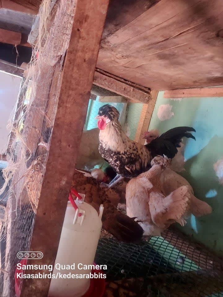 Brahma,silkies,polish,orpington,australop,swesish flower,turkey,kanga,