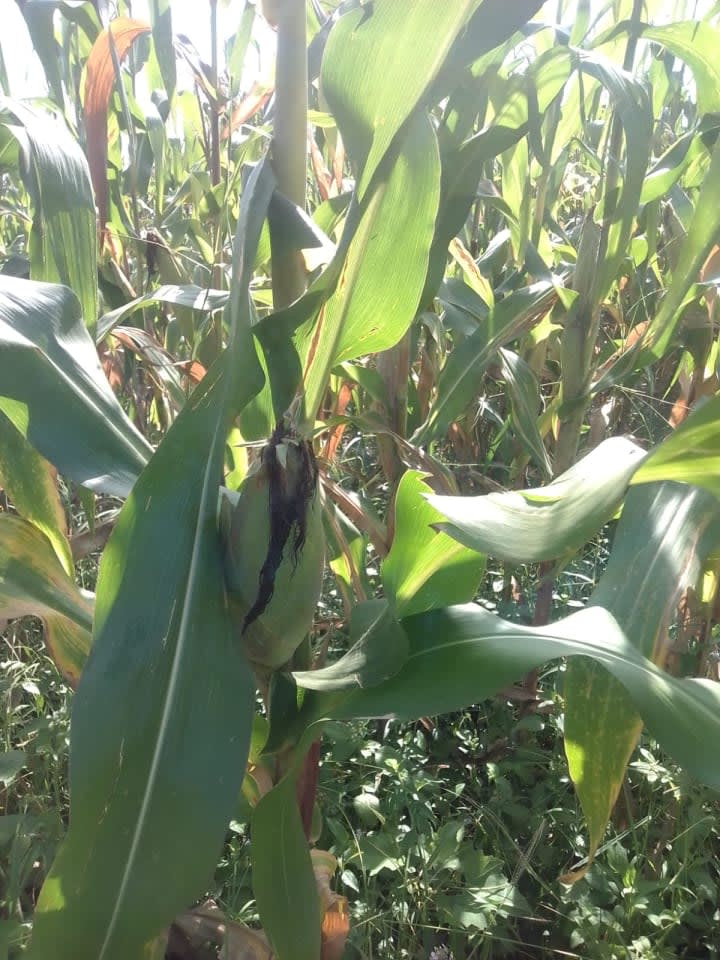 DRY MAIZE IN 90KG