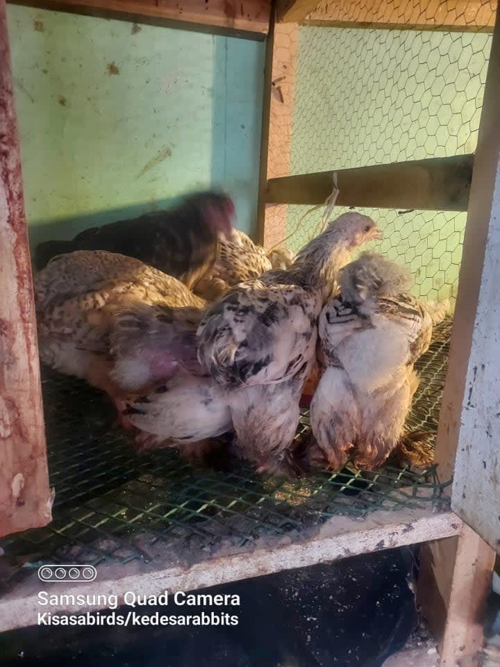 Poultry