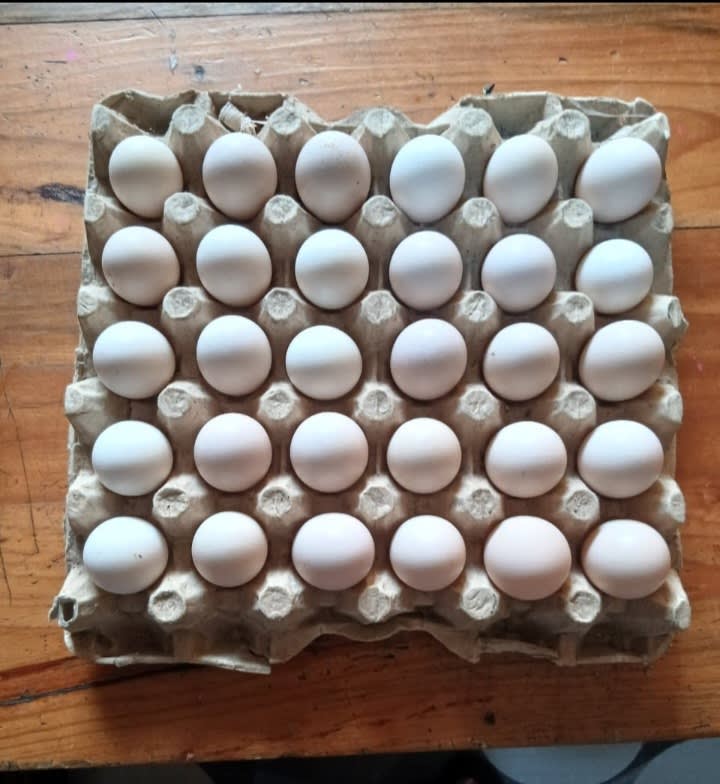 Poultry
