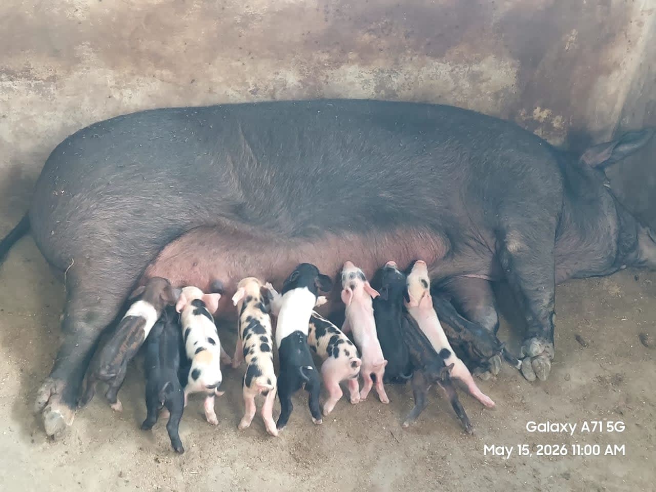 Pig