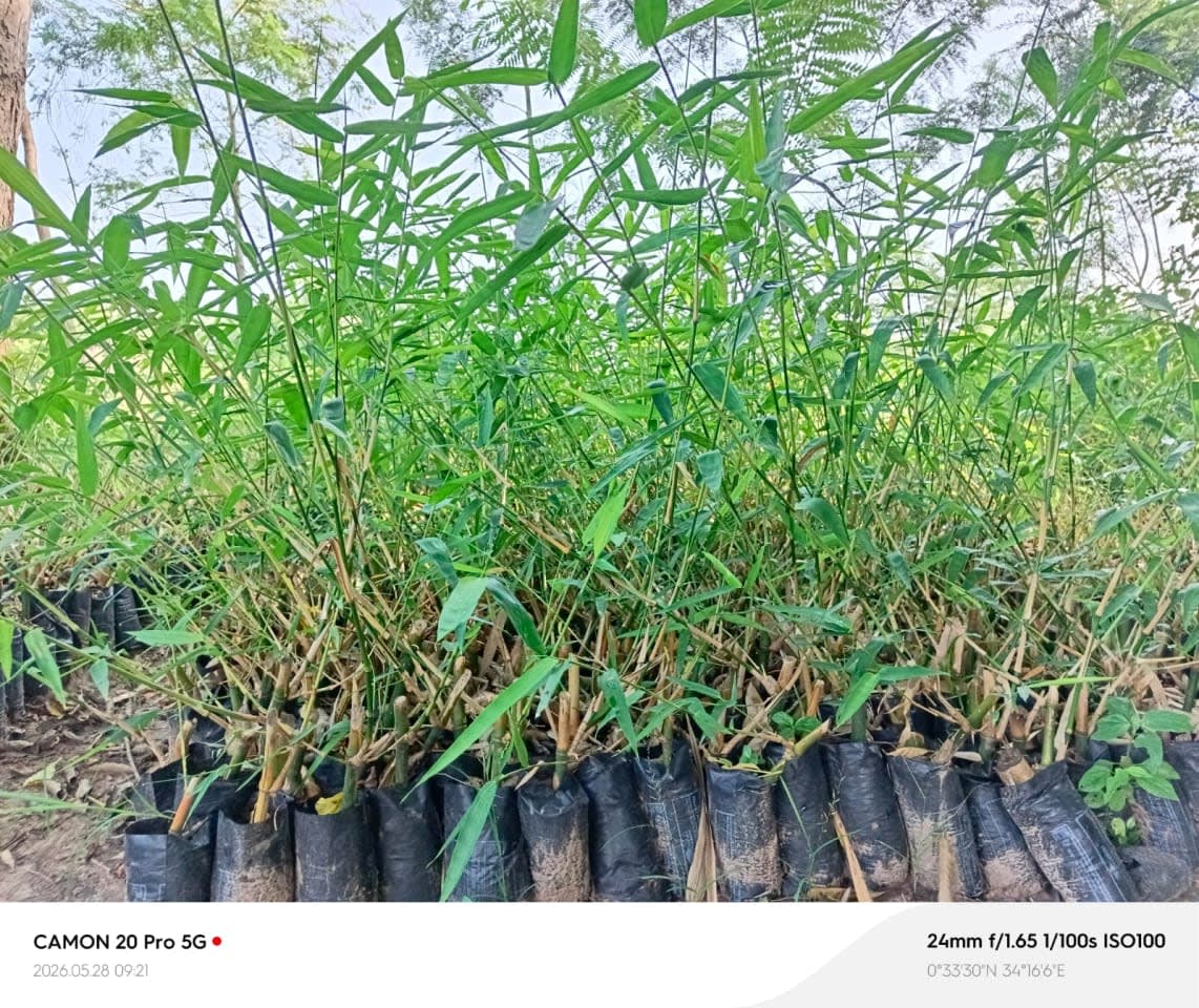 Bamboo seedlings