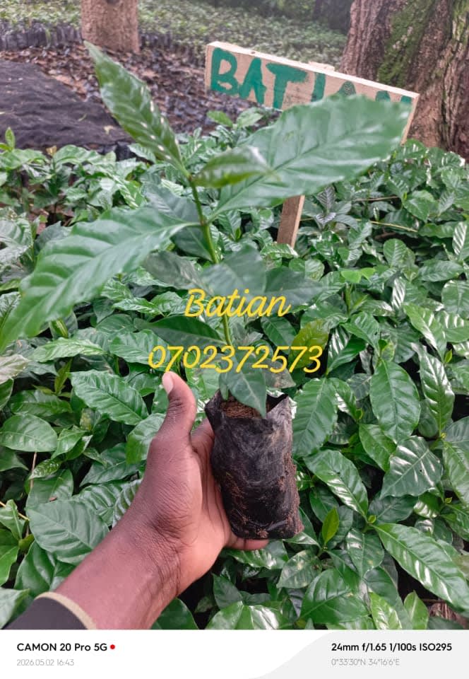 Coffee seedlings