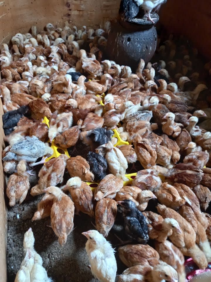 Chicks and mature chicken