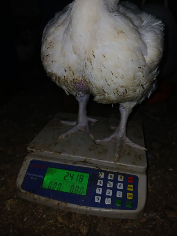 Poultry- broilers