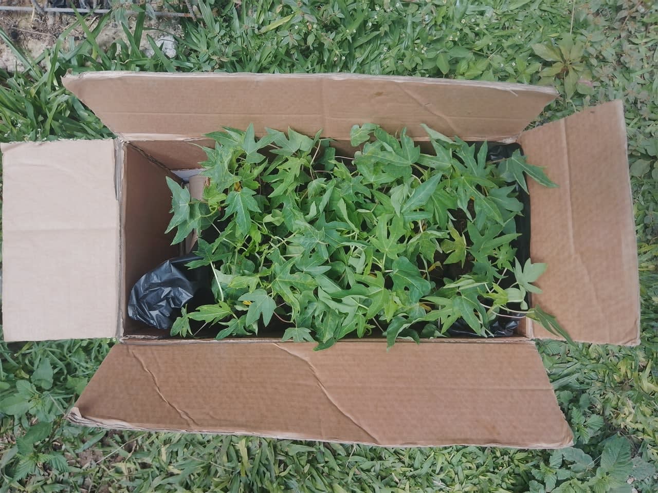 Dwarf Pawpaw Seedlings