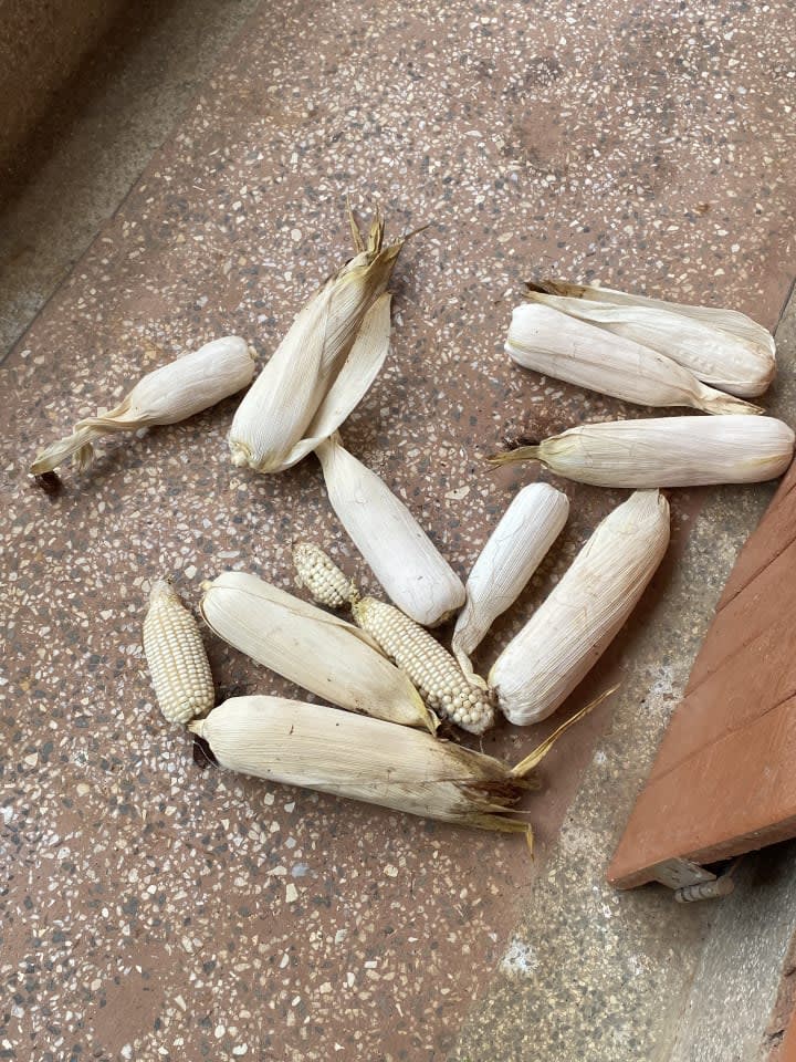 Dry maize 2acres