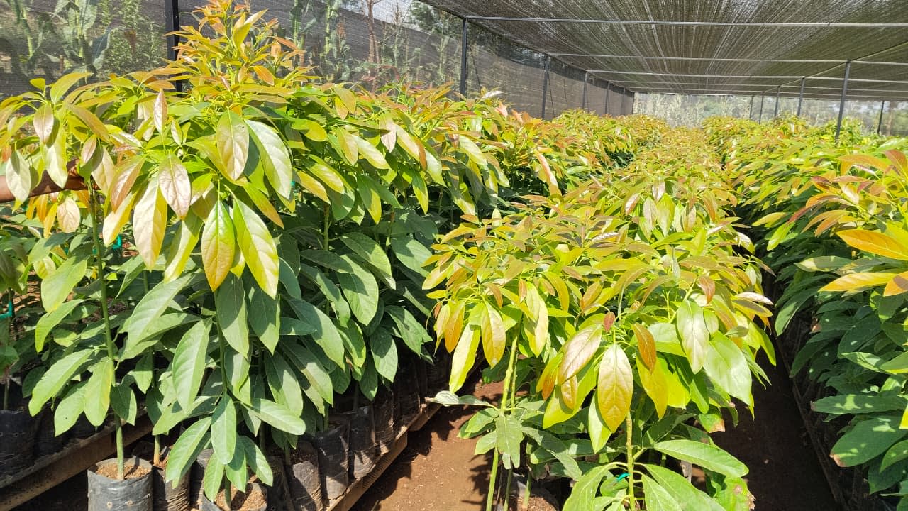 Grafted golden Hass avocado seedlings