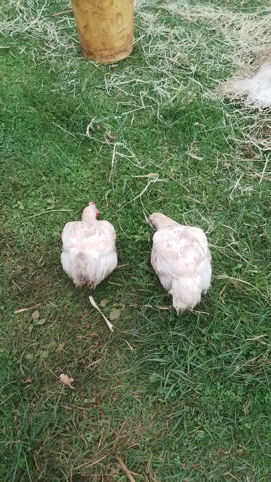 Broilers