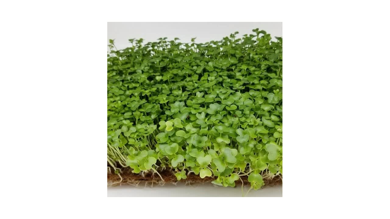 Microgreens