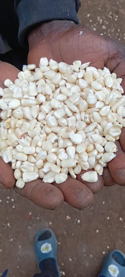 Dry maize 90 kgs bags