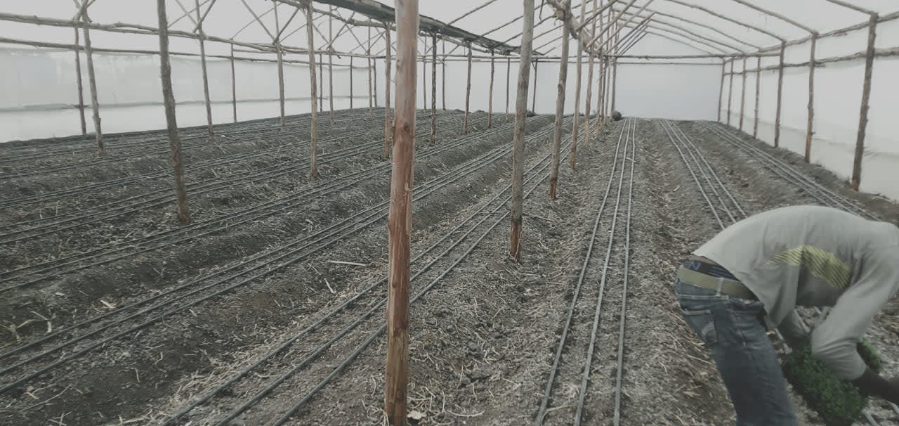 Greenhouses for Lease