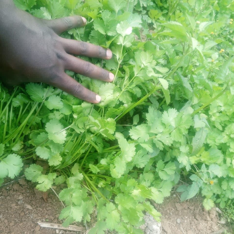 Corriander/DHANIA Available for sale