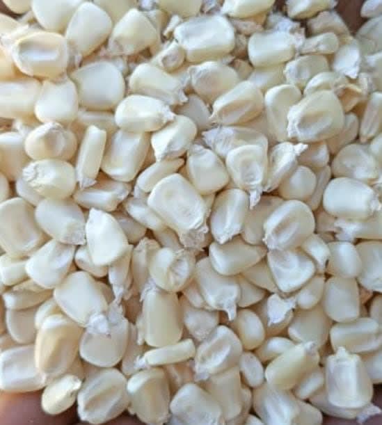 Dry maize in 90 kgs bags