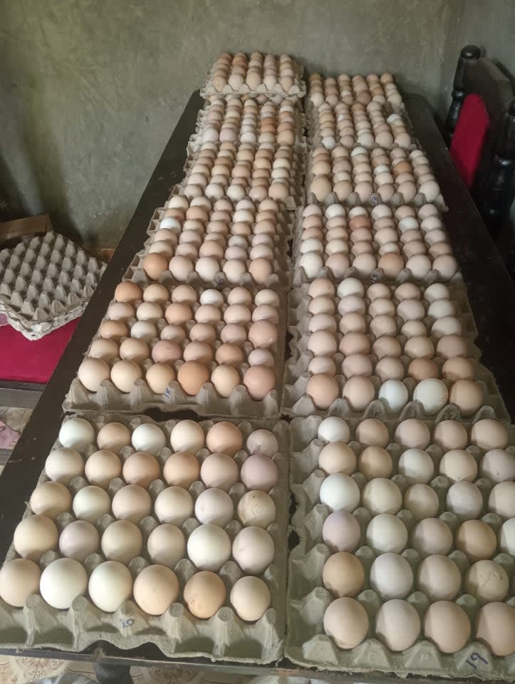 Kienyeji Improved Fertilized Eggs.
