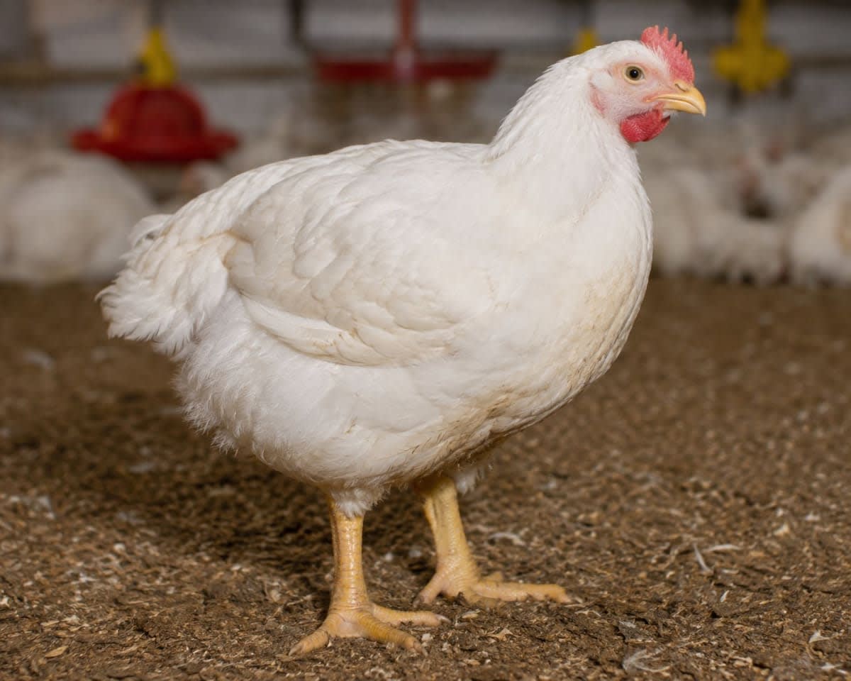 Broiler chicken
