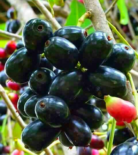Zambarau/ Syzygium/ Java Plum Seedlings