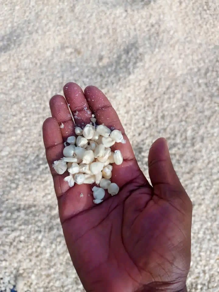 Dry white maize Grade 2
