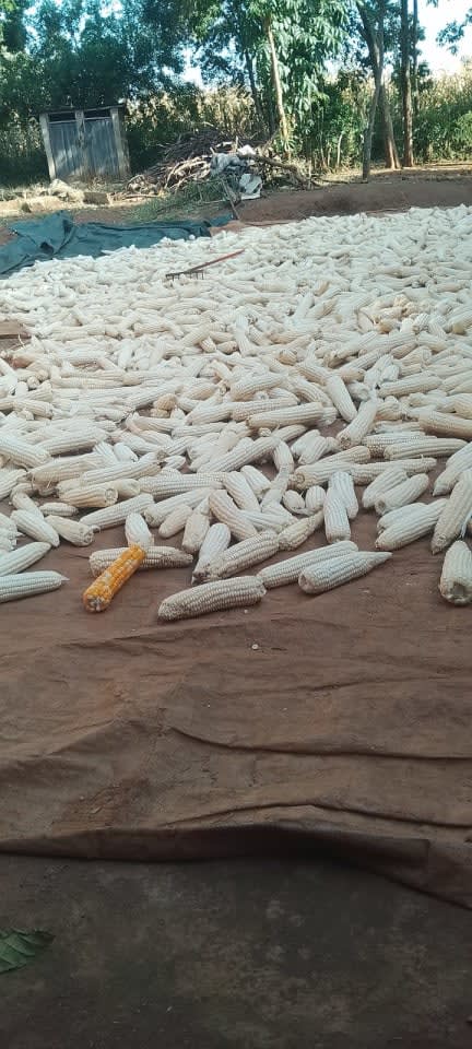Dry maize