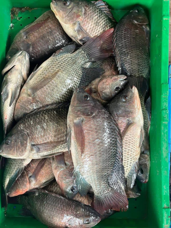 Tilapia fish