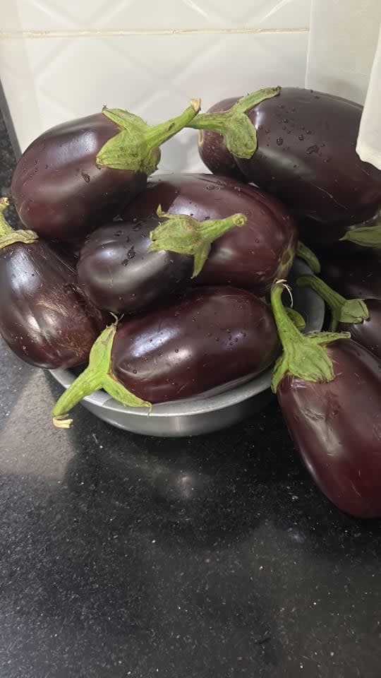 Jambo Eggplants