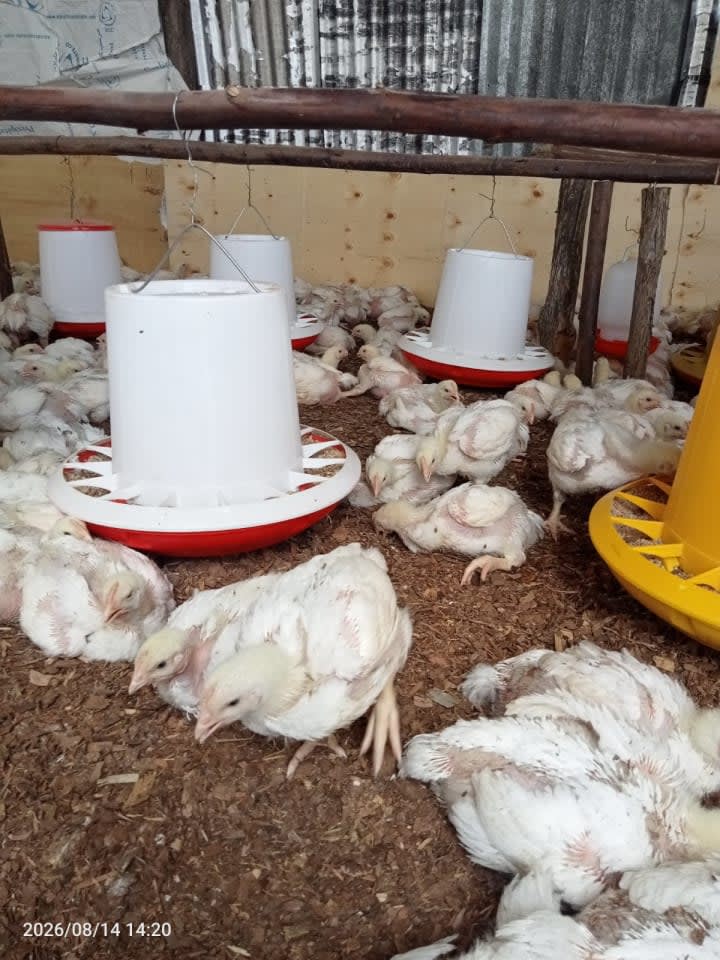 Broilers