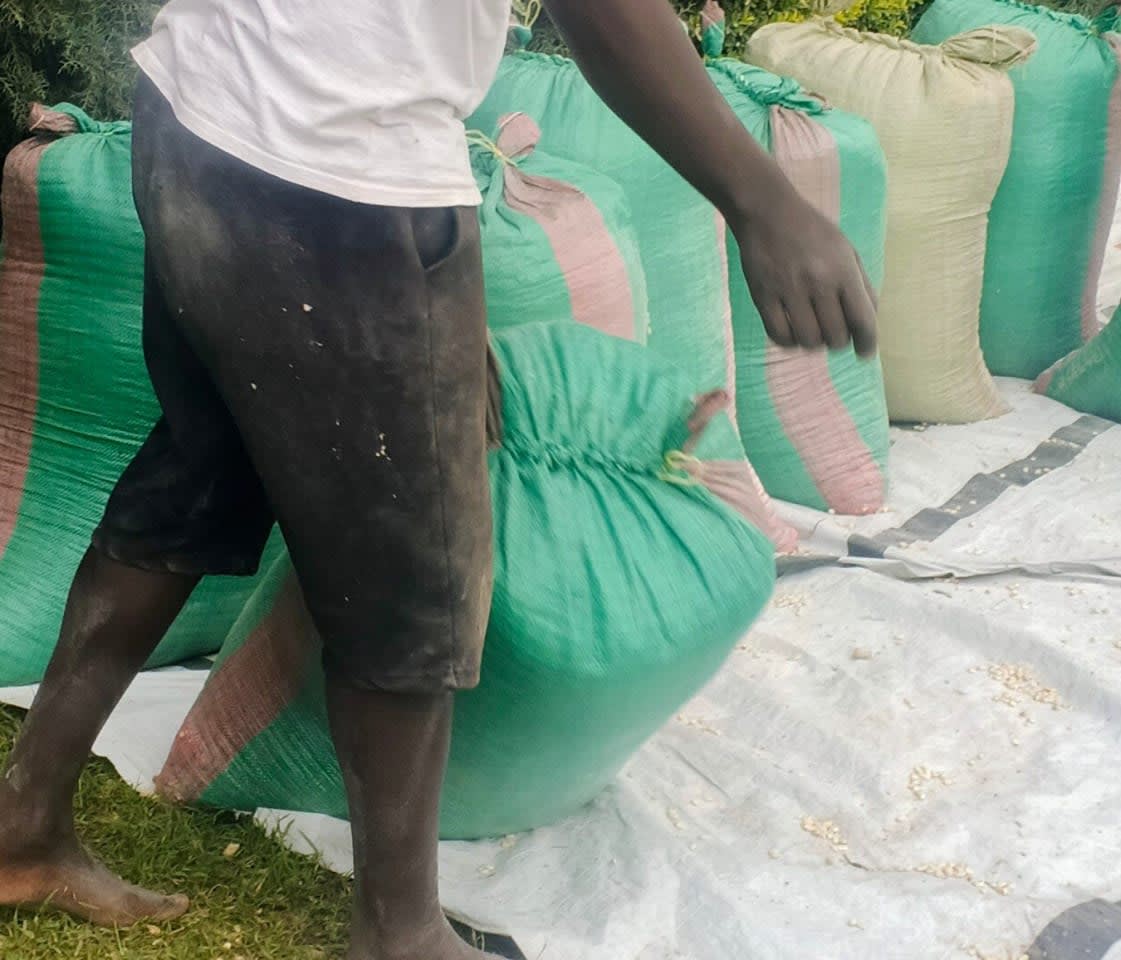 Dry Grade 1 Maize