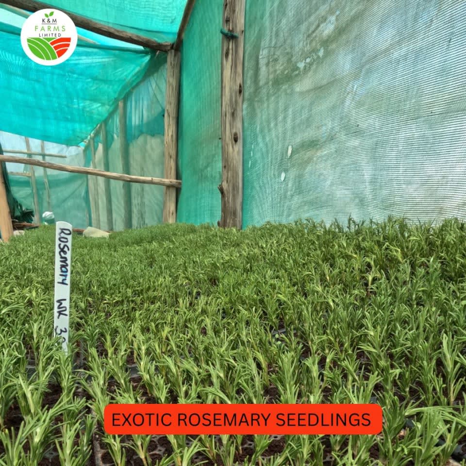 ROSEMARY SEEDLINGS