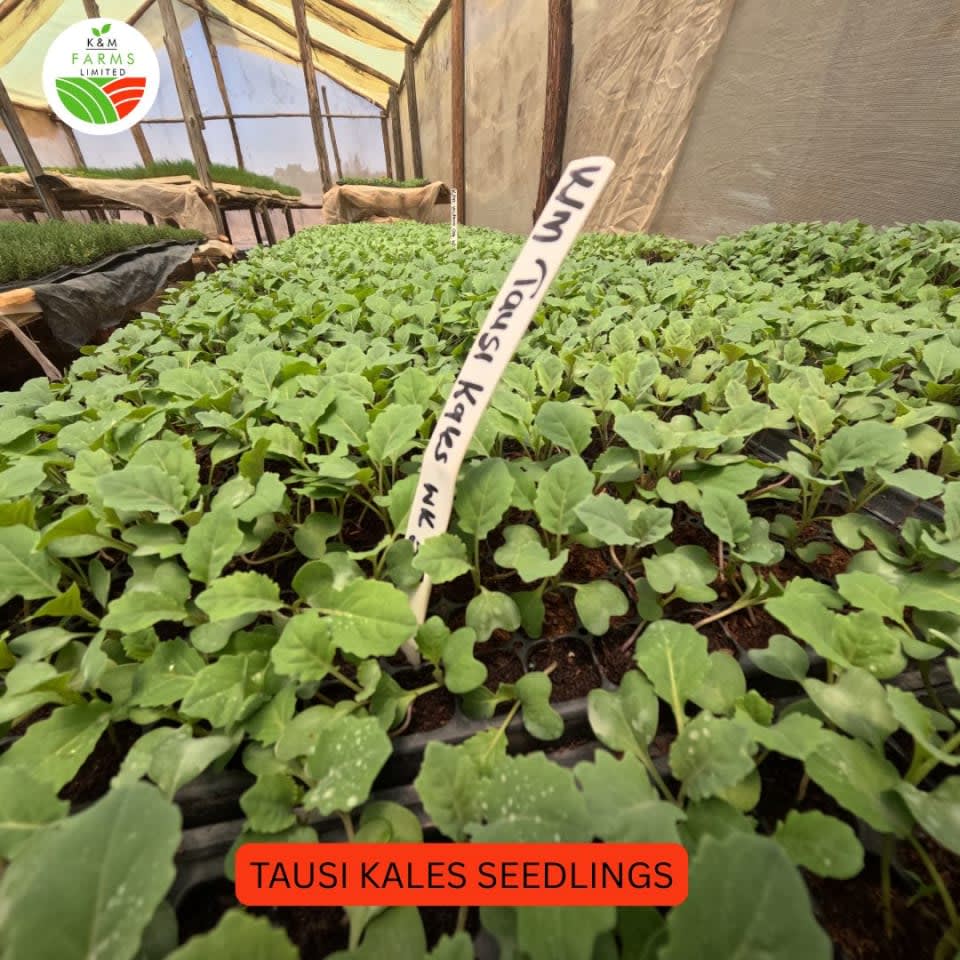 KALES SEEDLINGS