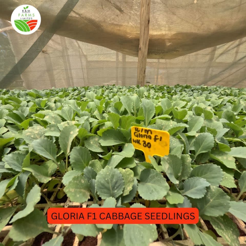 CABBAGE SEEDLINGS