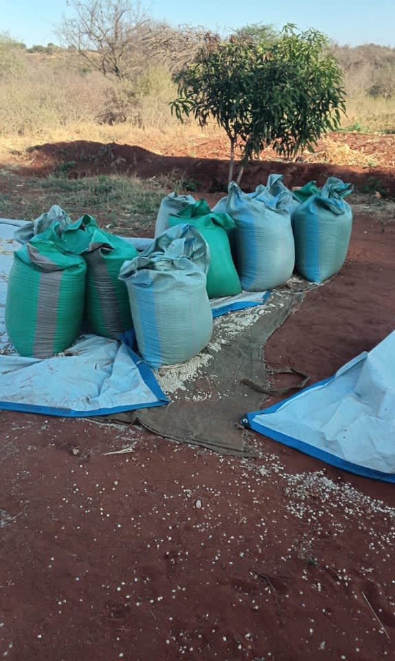 Dry maize