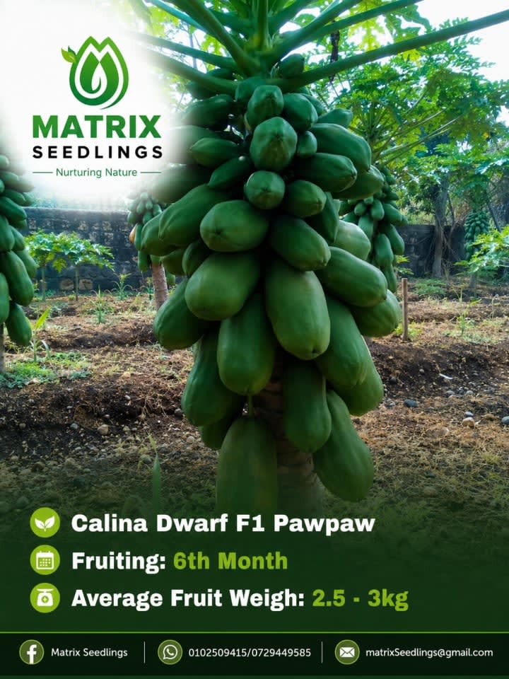 Calina Dwarf Pawpaw Seedlings