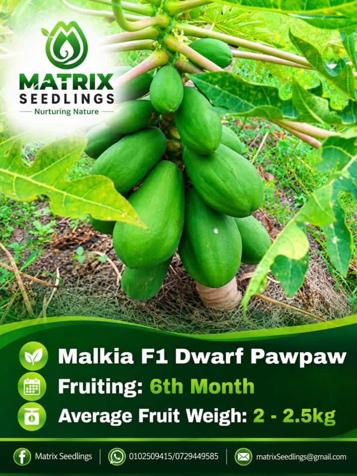 Malkia Dwarf Hybrid Pawpaw Seedlings