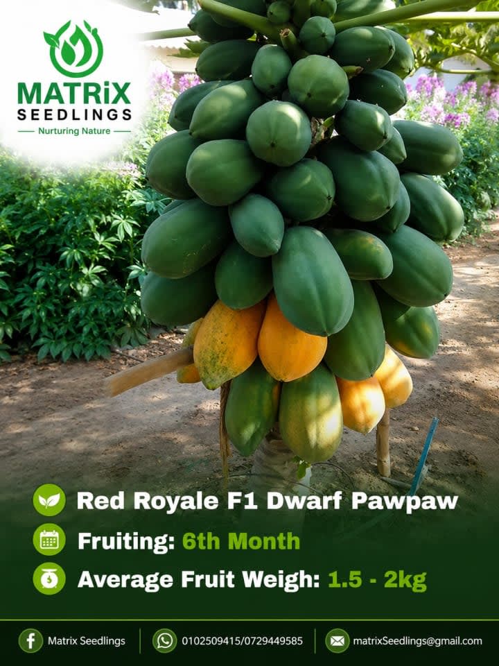Red Royale Dwarf Pawpaw Seedlings