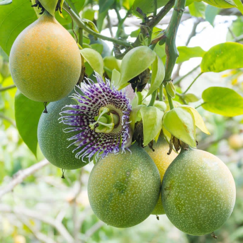 Granadilla Passion Fruit Seedlings