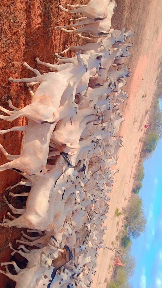Galla Goats Breeds