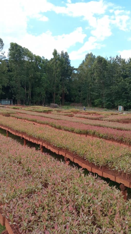 Eucalyptus Hybrid seedlings