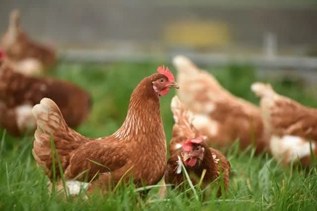 Kienyeji Chicken
