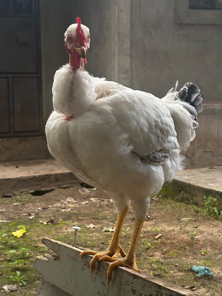Broilers