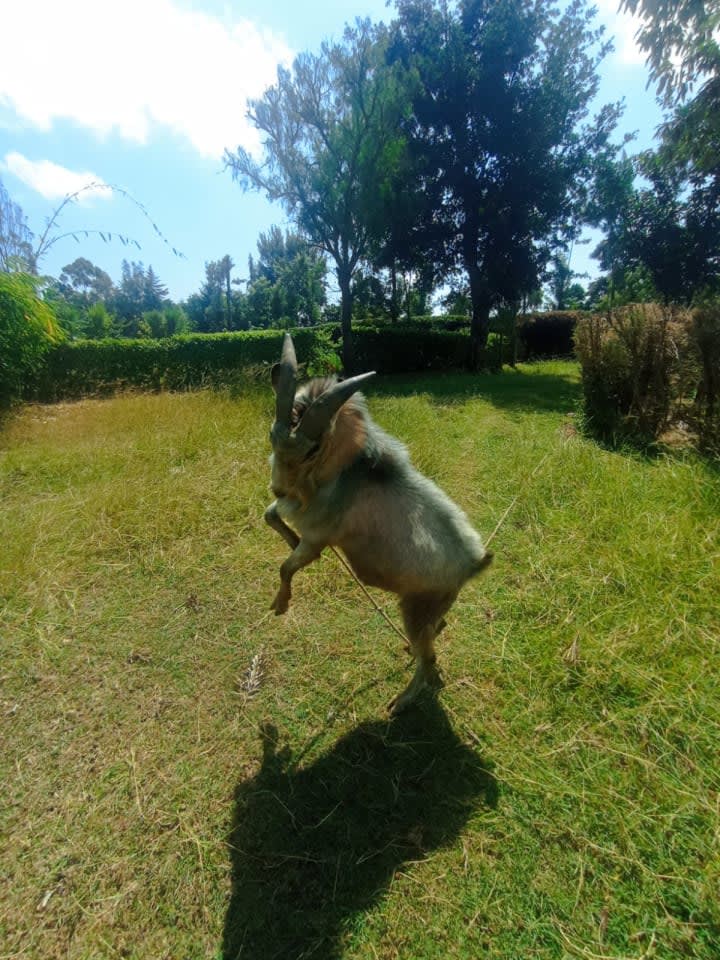 Cow FresianHeifers in calf ( first calving) @110k neg . Buck goat( dual milk and meat) @45k neg