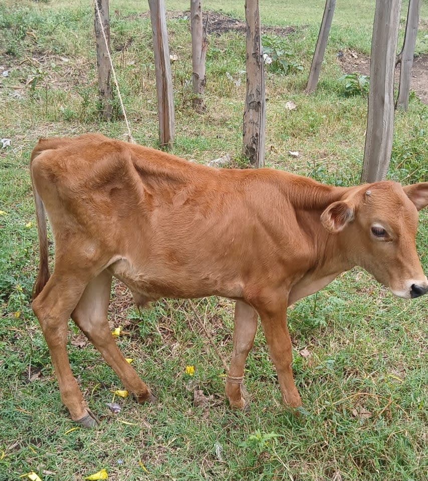 Calf