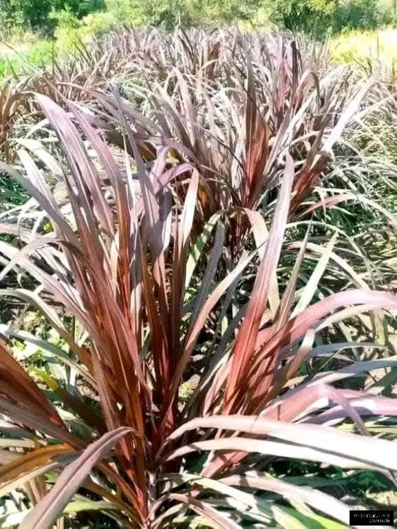 Australian red Napier
