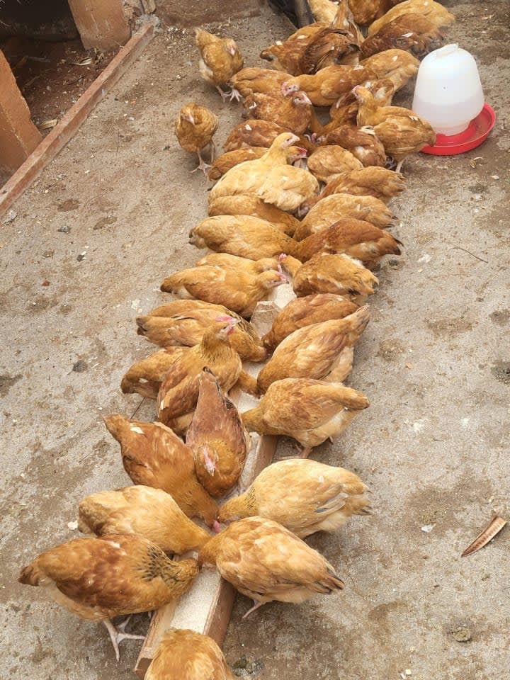 Sasso Kienyeji chicken