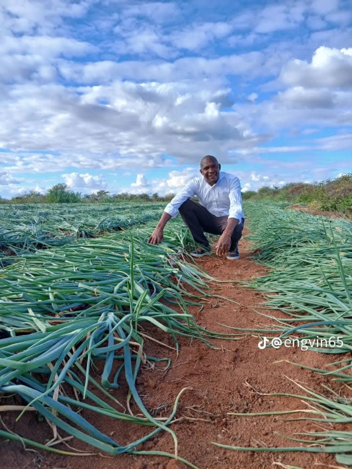 Onions