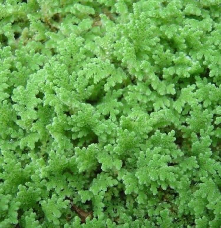 Azolla