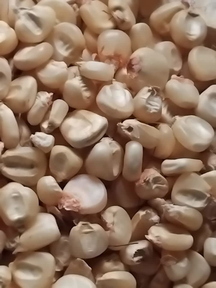 Dry Maize